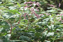 Polygonum glabrum